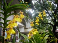 Flowers in Homestay - Homestay Building - Kerala Homestay, Kerala Homestays, Homestays Kerala, Homestays in Kerala, Kerala Hotels, Resorts, Houseboats, Kerala Vacation, Homestay Kerala, Homestay Cochin, Homestay Kochi, Riverside Homestay, Hertiage Homestays, Kerala Offers, Kerala Packages, Kerala Homestay, Kerala Resorts, Kerala Spa Resorts, Cruise Packages, House Boat Packages, Beach Resort Kerala, Munnar Packageskerala homestay, cochin homestay, resorts kerala, homestay munnar,homestay kovalam, homestay thekkady, homestay  thiruvananthapuram, homestay wayanad, homestay poovar, homestay malappuram, homestay thrissur, homestay periyar, homestay varkala, homestay  kozhikode, calicut homestay, homestay vagamon, homestay kollam quilon, homestay malampuzha, homestay kottayam, homestay Cochin, wild life  resort, holiday resort ,holidays, homestay, Beaches, Economy Homestay Kerala, Heritage Resorts, heritage Homestay, Star Homes, House For Rent, Homestay In Kerala, Holiday Packages Kerala