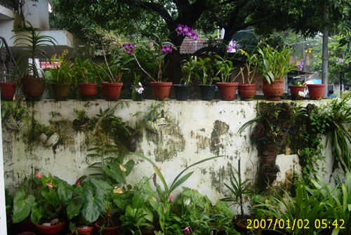 Garden in Homestay - Homestay Building - Kerala Homestay, Kerala Homestays, Homestays Kerala, Homestays in Kerala, Kerala Hotels, Resorts, Houseboats, Kerala Vacation, Homestay Kerala, Homestay Cochin, Homestay Kochi, Riverside Homestay, Hertiage Homestays, Kerala Offers, Kerala Packages, Kerala Homestay, Kerala Resorts, Kerala Spa Resorts, Cruise Packages, House Boat Packages, Beach Resort Kerala, Munnar Packageskerala homestay, cochin homestay, resorts kerala, homestay munnar,homestay kovalam, homestay thekkady, homestay  thiruvananthapuram, homestay wayanad, homestay poovar, homestay malappuram, homestay thrissur, homestay periyar, homestay varkala, homestay  kozhikode, calicut homestay, homestay vagamon, homestay kollam quilon, homestay malampuzha, homestay kottayam, homestay Cochin, wild life  resort, holiday resort ,holidays, homestay, Beaches, Economy Homestay Kerala, Heritage Resorts, heritage Homestay, Star Homes, House For Rent, Homestay In Kerala, Holiday Packages Kerala