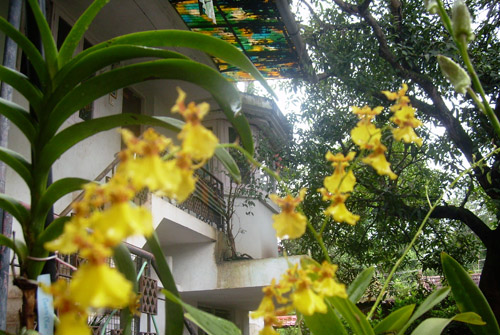 Flowers - Homestay Building - Kerala Homestay, Kerala Homestays, Homestays Kerala, Homestays in Kerala, Kerala Hotels, Resorts, Houseboats, Kerala Vacation, Homestay Kerala, Homestay Cochin, Homestay Kochi, Riverside Homestay, Hertiage Homestays, Kerala Offers, Kerala Packages, Kerala Homestay, Kerala Resorts, Kerala Spa Resorts, Cruise Packages, House Boat Packages, Beach Resort Kerala, Munnar Packageskerala homestay, cochin homestay, resorts kerala, homestay munnar,homestay kovalam, homestay thekkady, homestay  thiruvananthapuram, homestay wayanad, homestay poovar, homestay malappuram, homestay thrissur, homestay periyar, homestay varkala, homestay  kozhikode, calicut homestay, homestay vagamon, homestay kollam quilon, homestay malampuzha, homestay kottayam, homestay Cochin, wild life  resort, holiday resort ,holidays, homestay, Beaches, Economy Homestay Kerala, Heritage Resorts, heritage Homestay, Star Homes, House For Rent, Homestay In Kerala, Holiday Packages Kerala